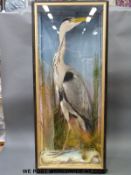 A taxidermy study of a heron, possibly Hutchins of Aberyswyth,