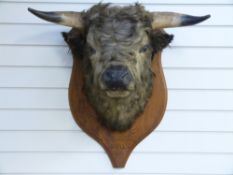 A taxidermy bull's head on ash mount entitled Chillingham Bull 1893, height 74cm,