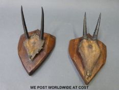 Two pairs of mounted horns, Steinbuck and Duiken in script verso,