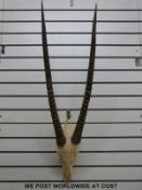 A pair of mounted antelope horns, possibly Eland,