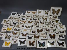 A large collection of mounted butterflies,