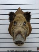 A taxidermy study of a boar's head,