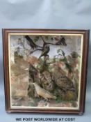 A taxidermy study of corncrakes, black grouse,