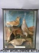 A taxidermy study of woodcock and partridges in glazed case, ex Walter Potter museum,