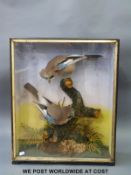A taxidermy study of jays, possibly Hutchings of Aberyswyth,
