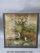 A taxidermy study of kingfishers, brambling, golden plover and dipper in glazed case,