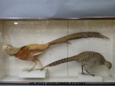 A taxidermy study of a pair of golden pheasants with label saying 'Owned by Lord Grey of Falloden'