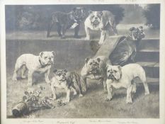 Arthur Wardle dog print 'Bull-bitches of the 20th Century' 61x76cm