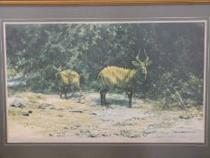 David Shepherd signed limited edition print 328/850 