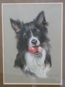 Pauline Edward pastel 'Glyn' portrait of a Border Collie dog,