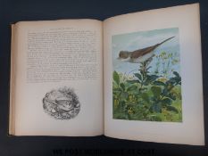 R Bowdler Sharpe, Birds in Nature (Boston, Estes & Lauriat 1888).