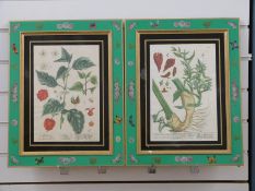 A pair of framed hand coloured floral etchings after Elizabeth Blackwell,