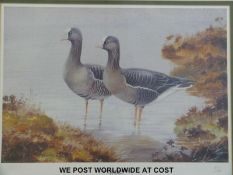 Philip Rickman (1891-1982) set of four limited edition bird prints, 57/950,