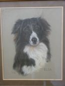 Pauline Edward pastel 'Elsa' portrait of a Border Collie dog,