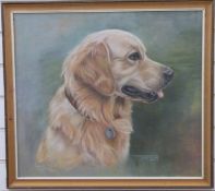 Pauline Edward pastel 'Topper' portrait of a Golden Retriever dog,