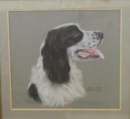 Pauline Edward pastel 'Blue' portrait of a Springer Spaniel dog,