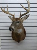 A taxidermy study European whitetail head and shoulder mount on wooden plaque