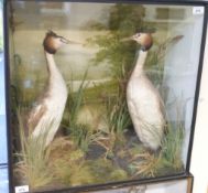 A taxidermy study of a pair of great crested grebes, c1888, in glazed case, 60 x 60cm.
