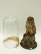 A taxidermy study of an owl on a naturalistic base, under glass dome, 46cm tall.