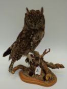 A taxidermy study of an African spotted eagle owl on naturalistic base, 39cm tall.