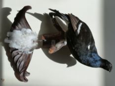 A taxidermy study of a Reeves black cock and tail on naturalistic wooden mount, 52cm tall.