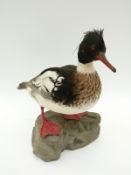 A taxidermy study of a red breasted merganser, 30cm tall.