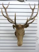 A taxidermy stag's head with antlers,