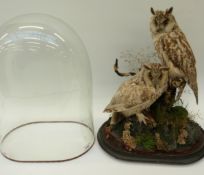 Lewis Hutton of Bristol taxidermy study of a pair of long eared owls under glass dome, 53cm tall.