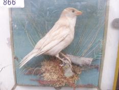 A taxidermy study of a finch, in glazed case, 18 x 18cm.