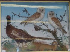 Jefferies of Carmarthen taxidermy study of two owls, a pheasant and a stoat, in glazed case,