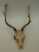 A pair of 11 point fallow deer antlers on skull mount,