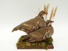 A taxidermy study of a pair of partridges on naturalistic base, 24cm tall.