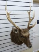 Paul Taylor taxidermy Japanese sika stag head and shoulder mount, gold medal winner scoring 258.