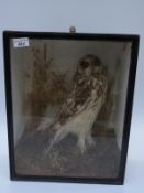 A taxidermy study of an owl, in glazed case, 41 x 33cm.