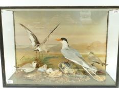 Peter Spicer taxidermy study bird group including an Arctic Tern with named pebble, in glazed case,