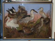 James Gardner taxidermy study bird group including a little bittern, squacco heron, night heron,
