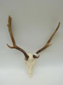 A pair of 8 point fallow deer antlers on skull mount,