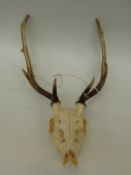 A pair of 11 point fallow deer antlers on skull mount,