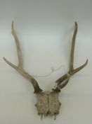 A pair of 12 point fallow deer antlers on skull mount,