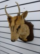 A taxidermy study muntjac head and shoulder mount on wooden plaque
