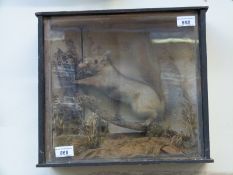 A late 19th / early 20thC taxidermy study of a red squirrel holding a nut in its mouth in