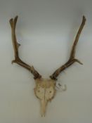 A pair of 12 point fallow deer antlers on skull mount,
