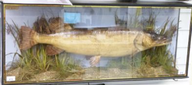J Cooper & Sons taxidermy study of a pike with label 'Caught by W Turner in the River Trent at