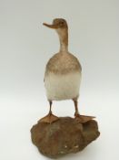 A taxidermy study of a red breasted merganser, 30cm tall.