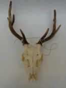A pair of 11 point fallow deer antlers on skull mount,