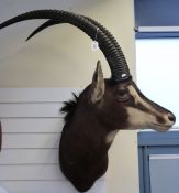 Rowland Ward taxidermy study head and shoulder mount of a sable antelope,