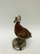 A taxidermy study of a white faced whistling duck, 30cm tall.