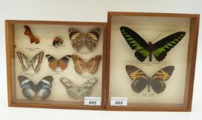 Two cases of mounted butterflies.