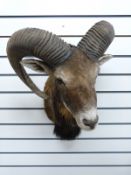 Paul Taylor taxidermy study mouflon head and shoulder mount.