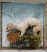 A taxidermy study of a stoat, in part glazed case, 28 x 27cm.